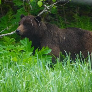 Close to beach bear photo by Wrenny