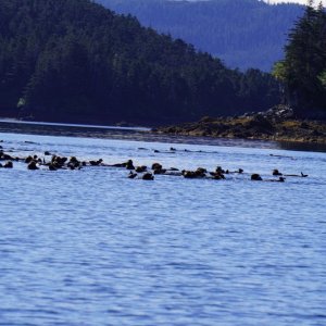 Lots of sea otters
