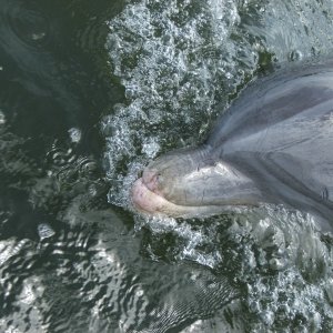 (Byrdman) Sherryl\'s Hilton Head Playmate \"Dolphin\"