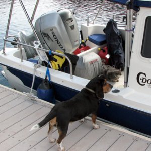 Widget the \"bagel\" dog
