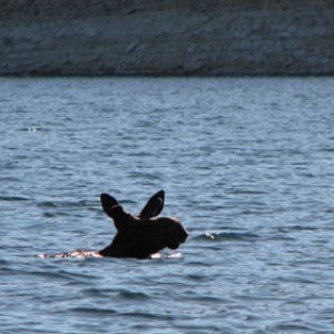 Moose on the loose!