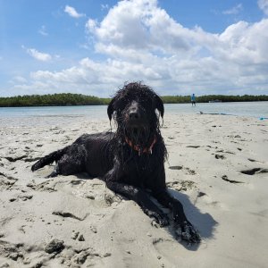 Media 'Tallulah Living Her Best Life' in album 'New Smyrna Beach Indian River'