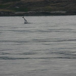 Porpoise at Eagle Point