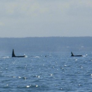 Orca sighting June 14, 2008 Rosario Strait