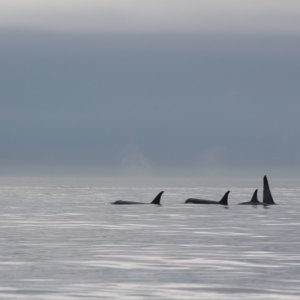 Orca
