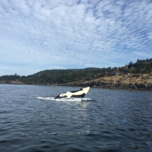 whale