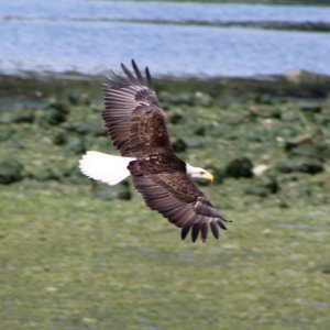 Bird 1