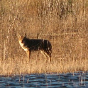Media 'Wildlife' in album 'First week with my son's family and his houseboat'