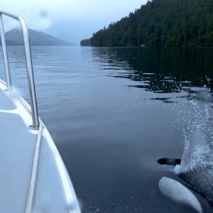32 Dolphins follwing the boat