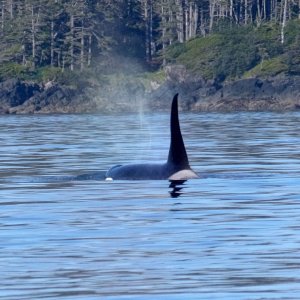 55 Orca in sight