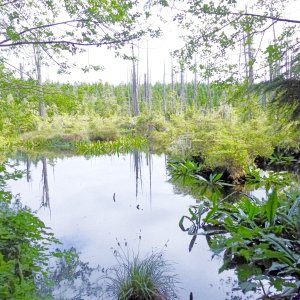 68 Visiting Alert Bay swamps an top of the hill