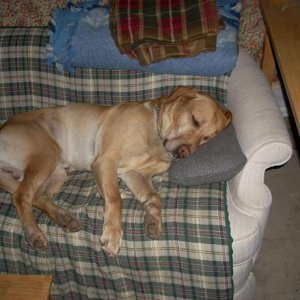 let sleeping dogs lie/lay?