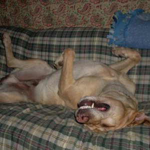 tennis ball dreams...........