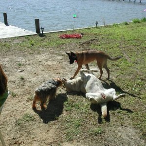 Andy and Zoe finally triumph over Piper.  When that dog plays "dead" she looks DEAD!  A great group of pups!