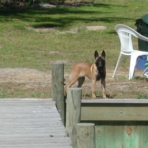 Zoe standing guard at the head of the pier.  A beautiful 16 week old pup, looks like a fox!