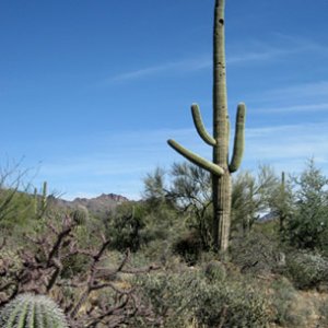 cactus3