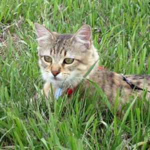 Izzy - jungle cat