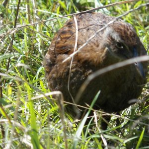 We had to be watchful of the weka, a chicken sized flightless bird that will grab anything (like a tent peg) and run off into the woods to see if what it stole is edible.  If you chase it, it won't drop what it picked up.  Just saying.