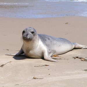 I was told this is a juvenile elephant seal. Not many visitors!