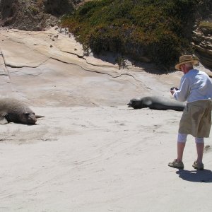 We thought Ron was crazy getting this close to these very remote seals, trying to snap a picture!