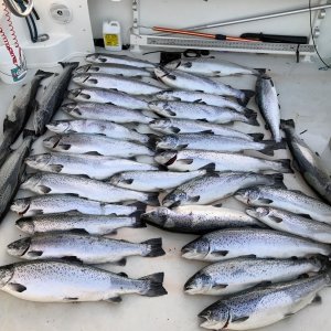 Media 'Atlantic Salmon 1' in album 'Atlantic Salmon 1'
