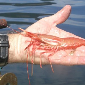 Media 'H.Canal,spot tailed shrimp' in album 'Our Boat with Her new numbers and Her new name'