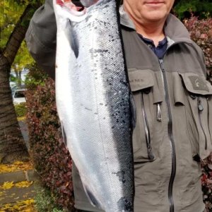 Media '9.5 dressed good' in album 'Dwight (Chromer) 2018 Edmonds Coho Derby 4th place winner -  12 lbs undressed'
