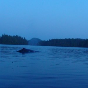 Evening Visitor