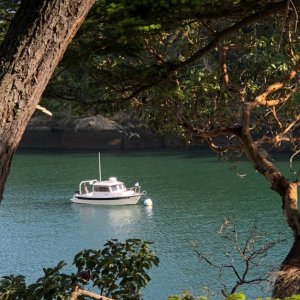 DayBreak in Active Cove, Patos