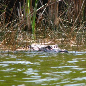 Media 'Canoe Observer, Everglades NP' in album 'Manatee gets a drink'