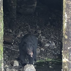 the bear entertained--I think it was on Gord\'s payroll
