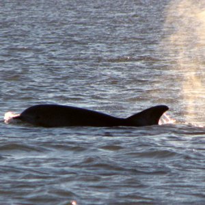 Dolphin