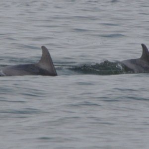 dolphins