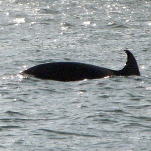 Media 'dolphin in the early light' in album 'Canal at sunset'