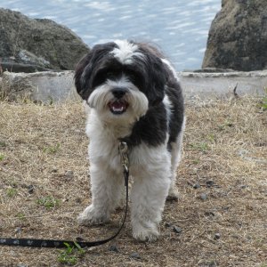 Baxter at Shallow Bay 7-20-11