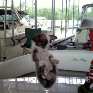 mr. radar, just relaxing while aboard Fan-A-Sea.