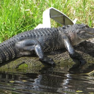 One of the biggest gators we saw