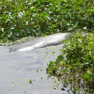 This manatee was really gorging himself