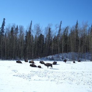 (catdogcat) Some buffalo we saw on the way.