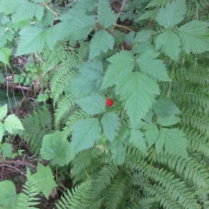 Salmon berry bush.  They are edible.