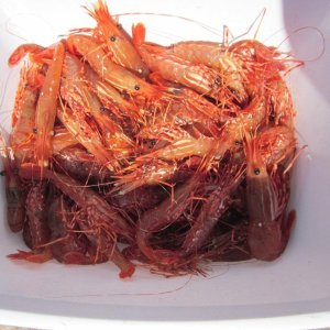 Spot prawns and coonstripe shrimp caught near Shawl Bay, BC, Canada