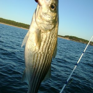 Media 'Striper1 - Caught just off concrete boats, Kiptopeke State Park.  First striper I have ever landed.  Got one to boat about 5 min before, but my knot gave way.' in album 'Striper1 - Caught just off concrete boats, Kiptopeke State Park.  First striper I have ever landed.  Got one to boat about 5 min before, but my knot gave way.'