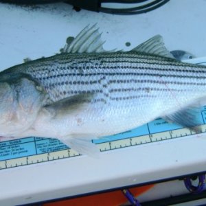 Media 'Striper2 - 18" and some change, threw him back even though legal.' in album 'Striper1 - Caught just off concrete boats, Kiptopeke State Park.  First striper I have ever landed.  Got one to boat about 5 min before, but my knot gave way.'