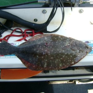 Media 'Nice Flounder' in album 'Striper1 - Caught just off concrete boats, Kiptopeke State Park.  First striper I have ever landed.  Got one to boat about 5 min before, but my knot gave way.'