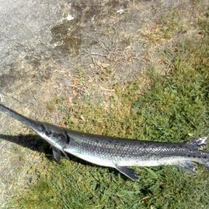 Media 'Gar' in album 'Striper1 - Caught just off concrete boats, Kiptopeke State Park.  First striper I have ever landed.  Got one to boat about 5 min before, but my knot gave way.'