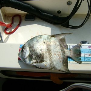 Media 'Spadefish, speared while diving' in album 'Striper1 - Caught just off concrete boats, Kiptopeke State Park.  First striper I have ever landed.  Got one to boat about 5 min before, but my knot gave way.'