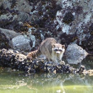 Young Raccoon munching on muscles