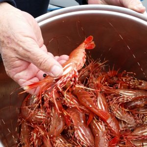 40 spot shrimp.