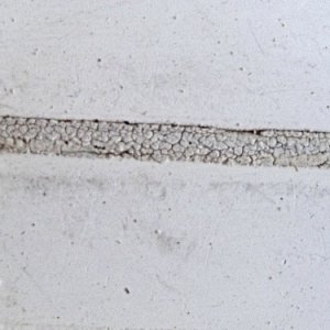 Tank Seam