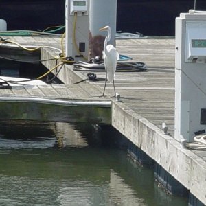 Gas has really gone to the birds here. Now, which way did that  duck go?